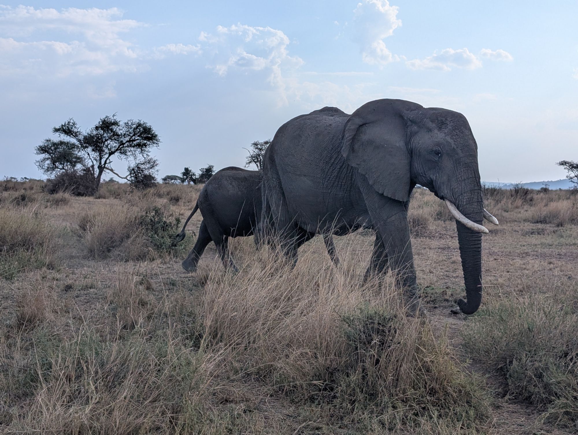 Elephant family at sunset