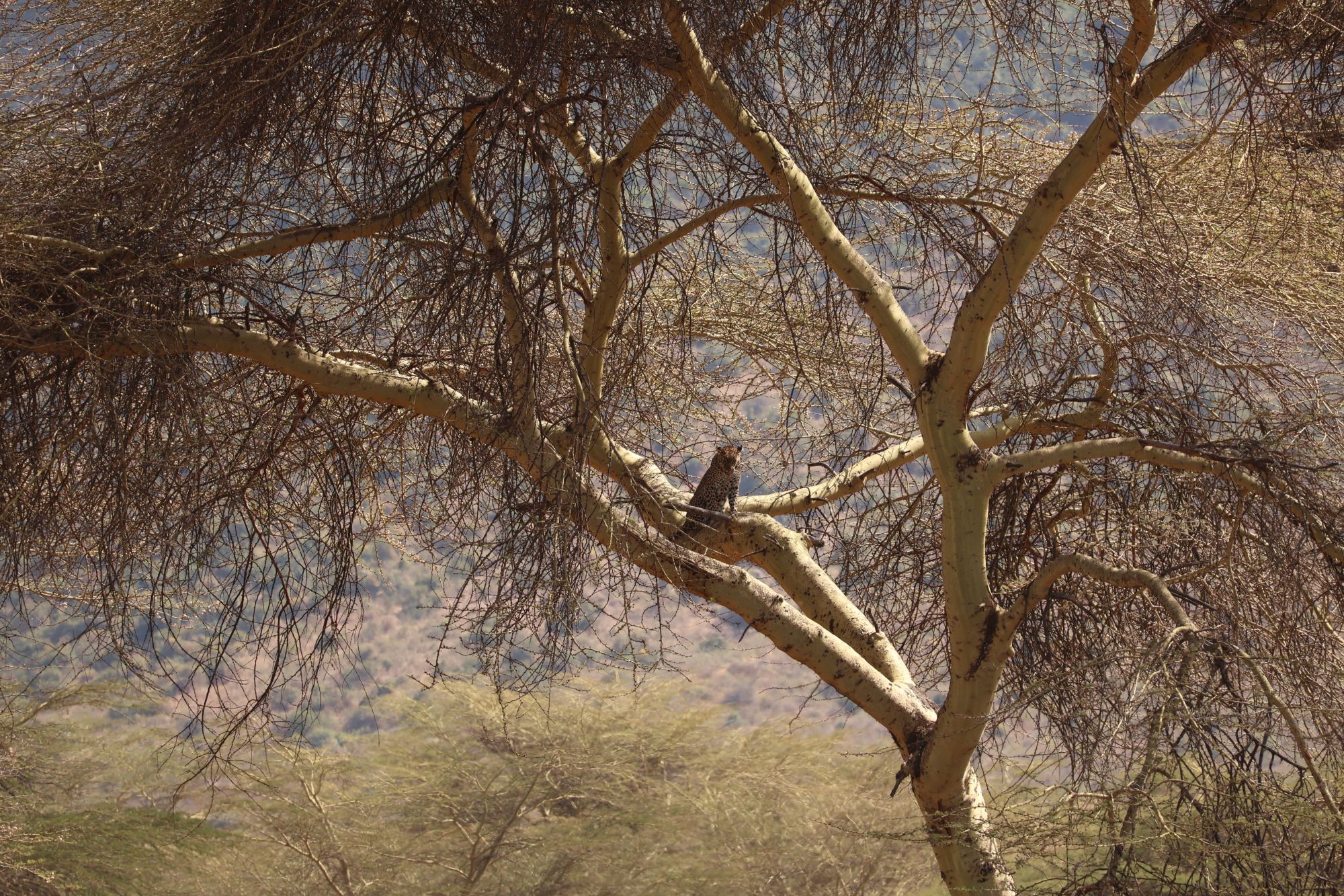 Leopard in a tree