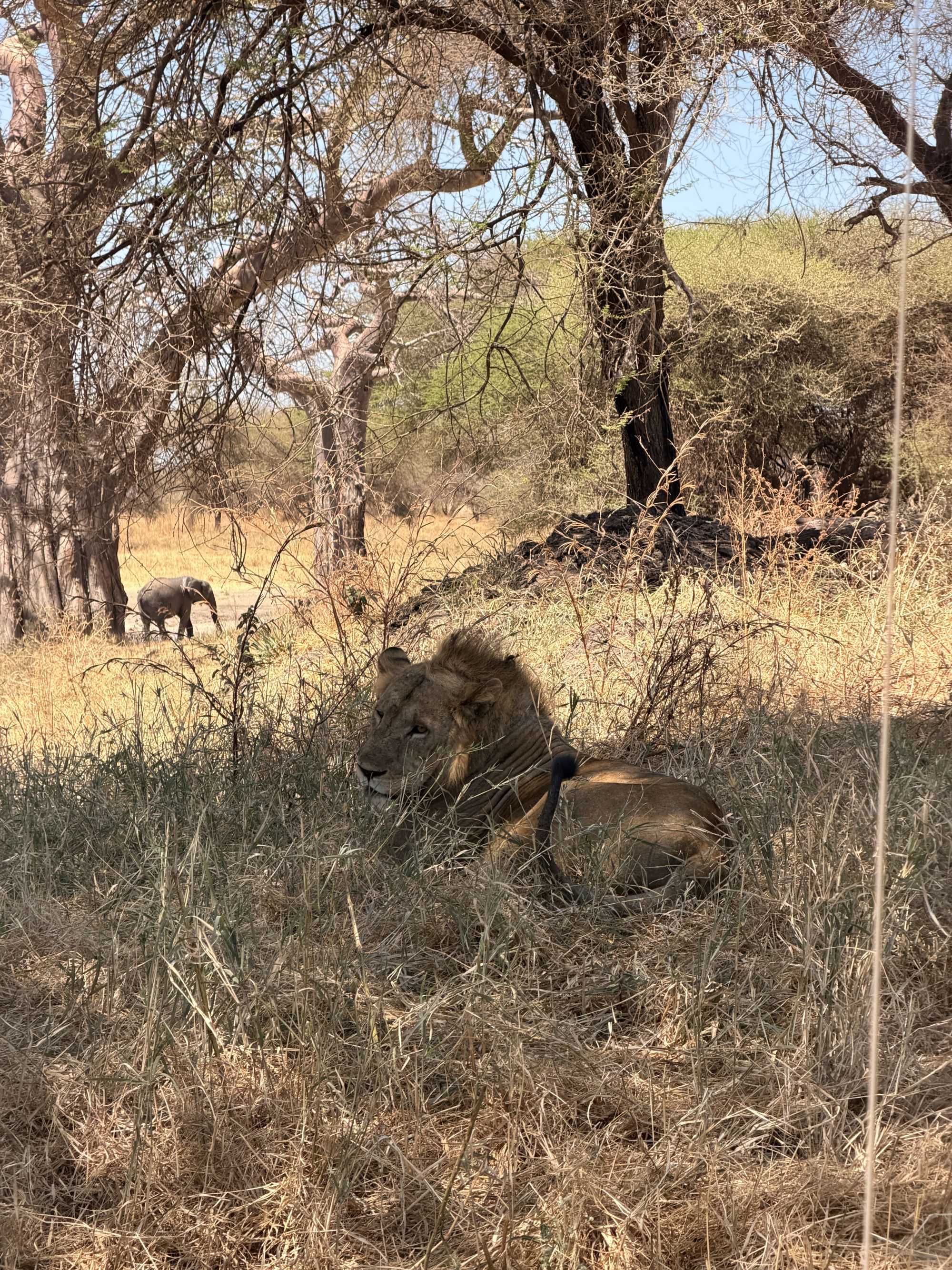 Lion resting near a waterhole