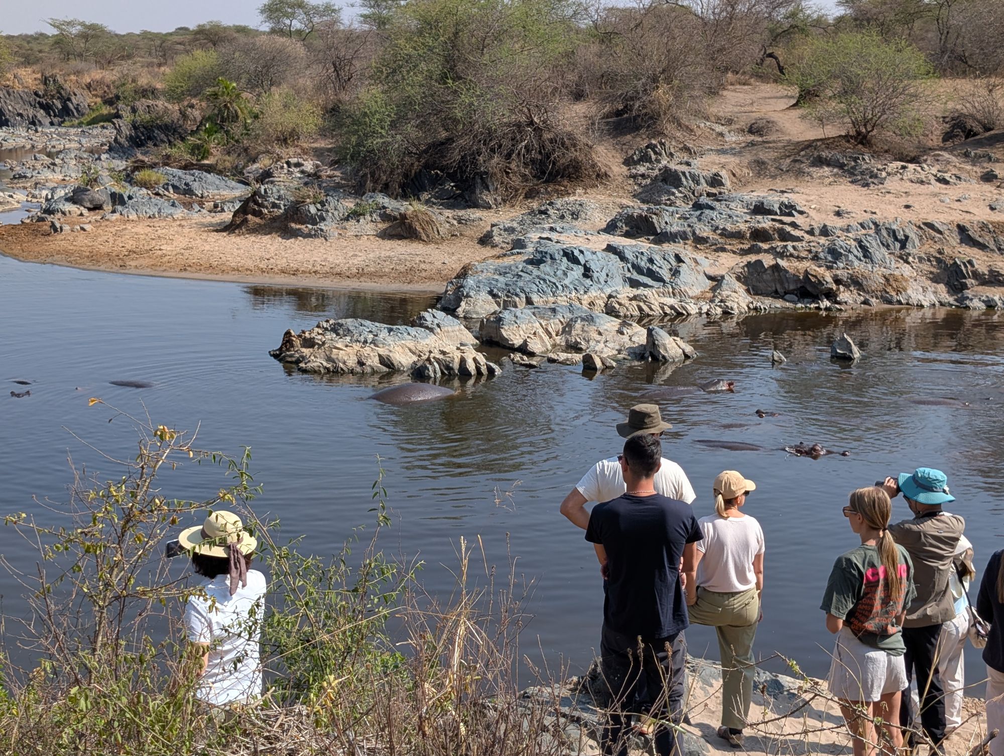 Guests watching hippos