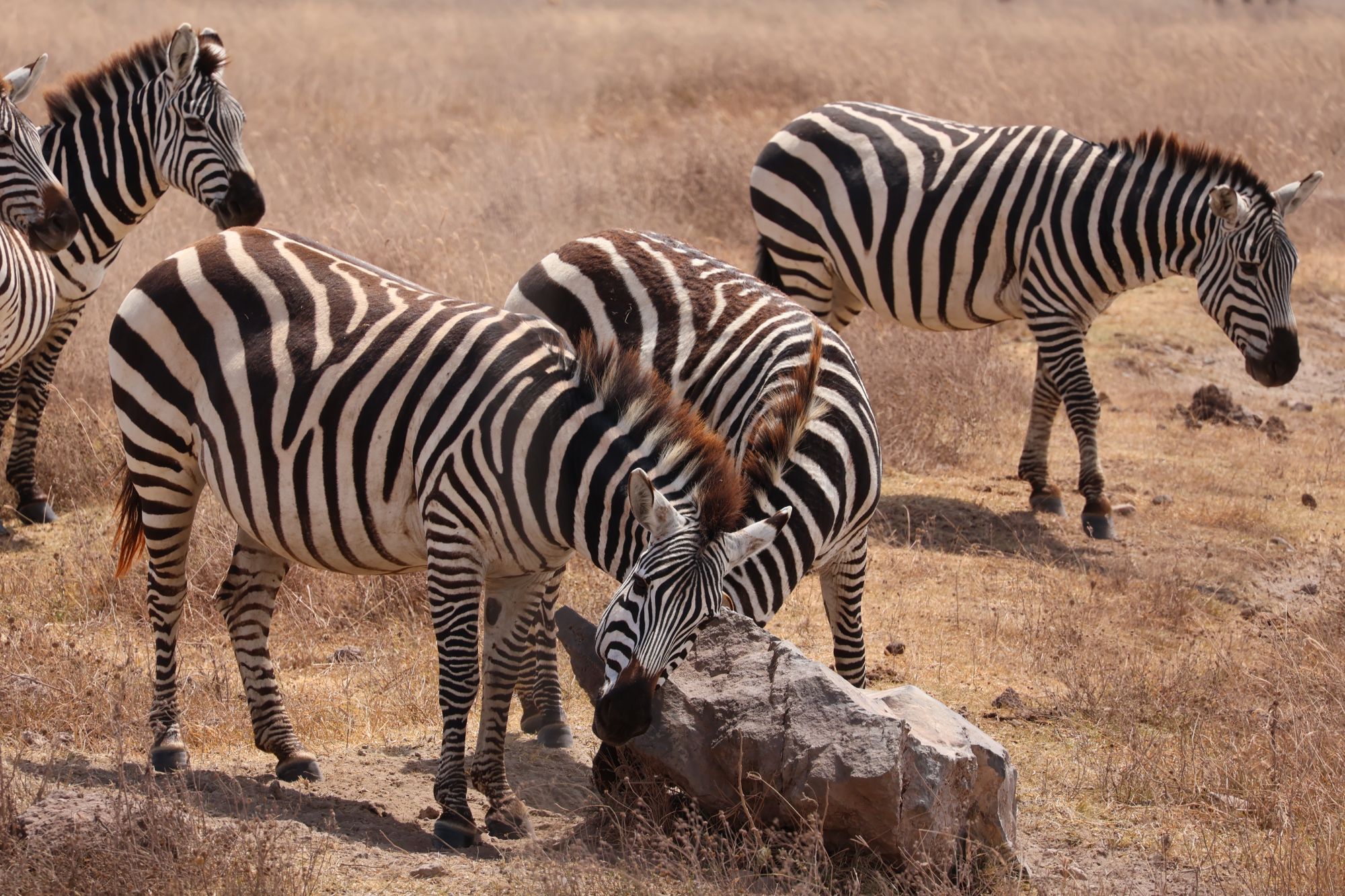 Zebras on the savanna plains