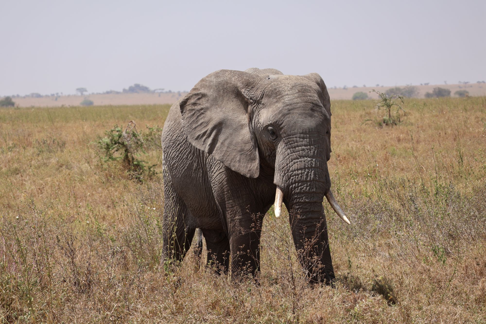 Elephant close-up