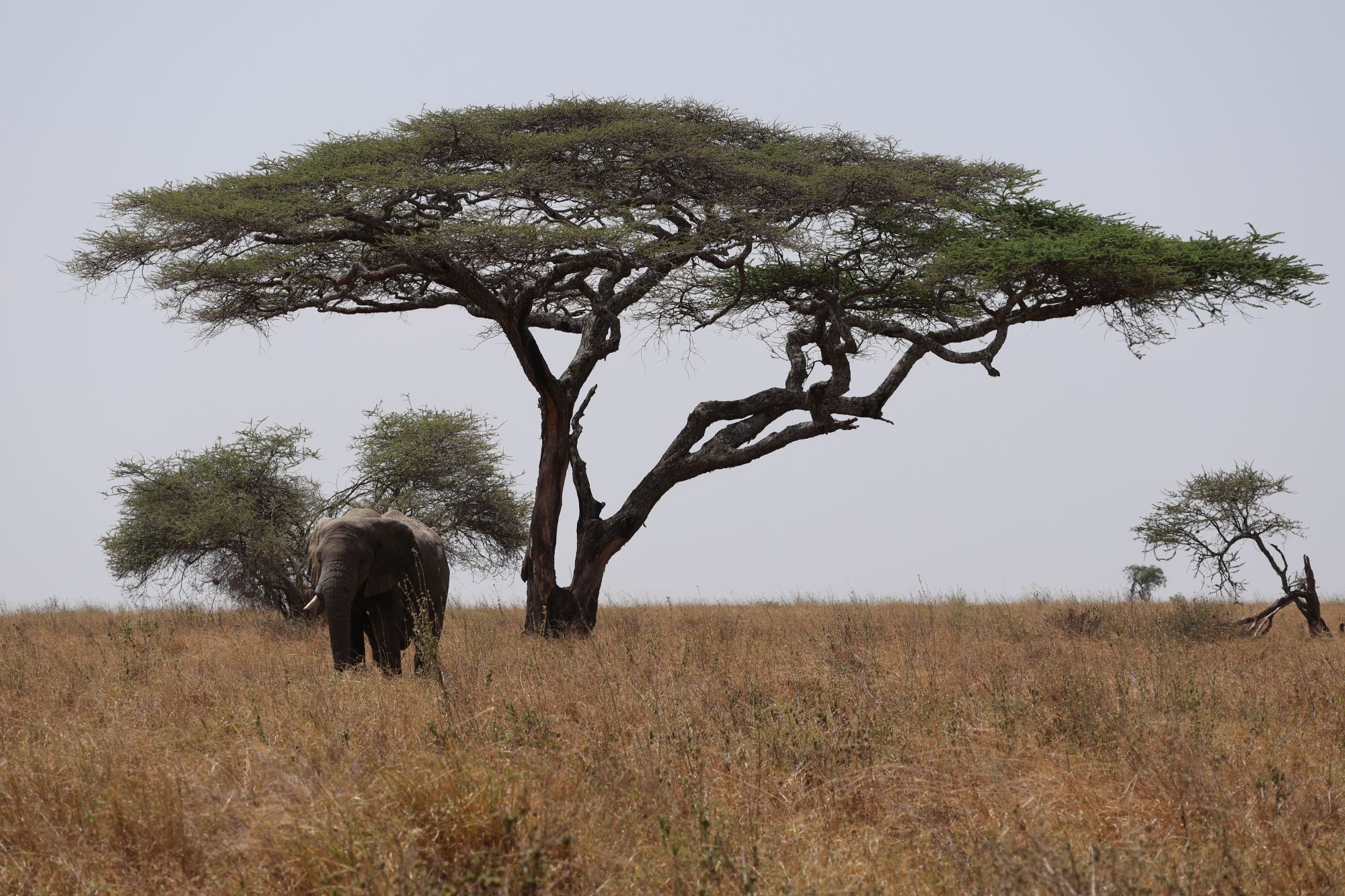 Elephant under an acacia tree