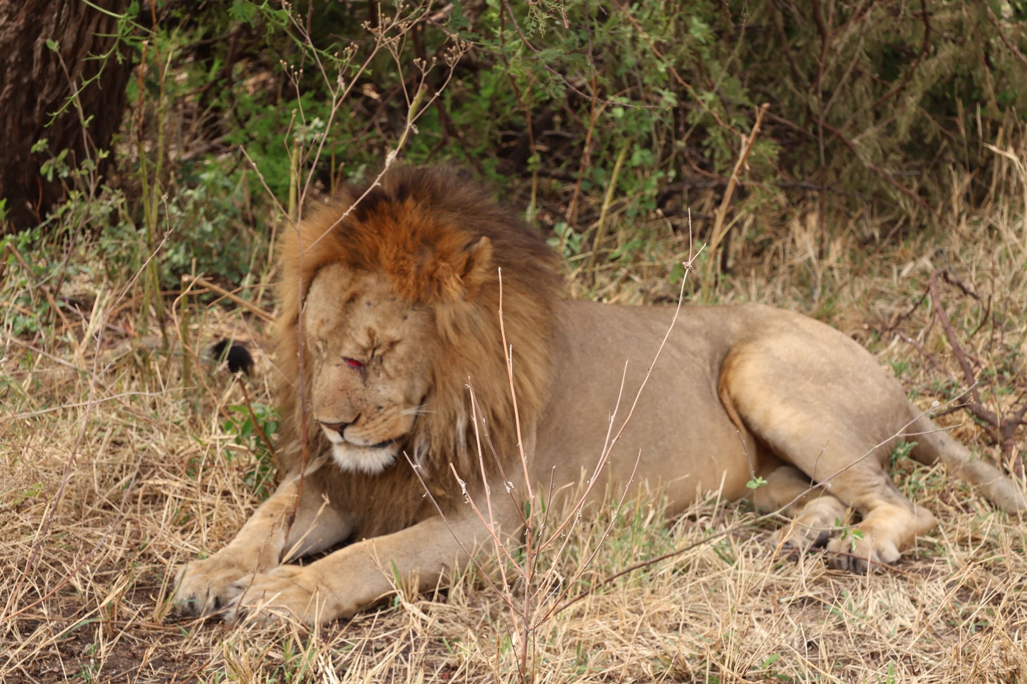 Male lion portrait, Serengeti