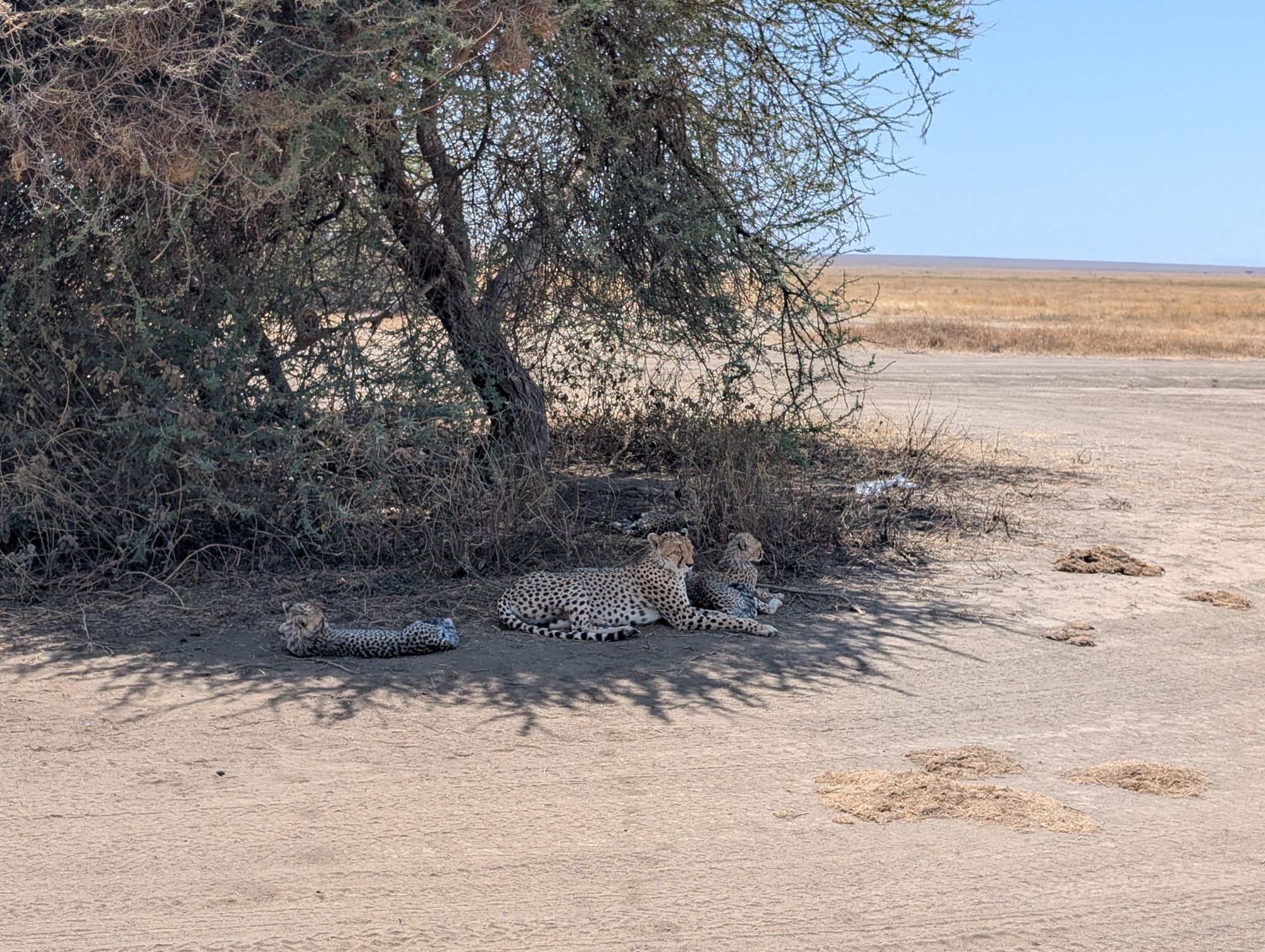 Cheetahs in the southern Serengeti