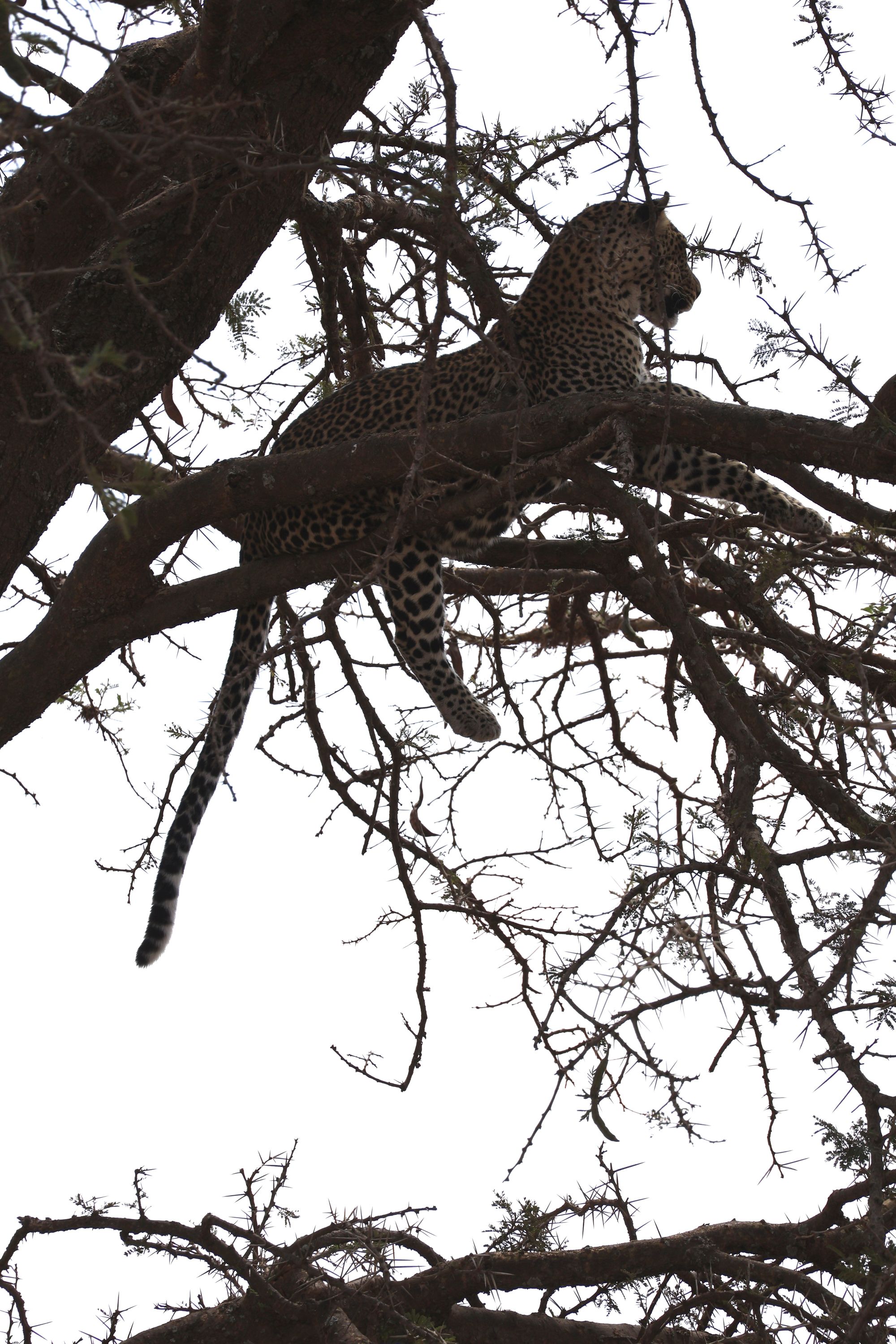 Leopard resting in a tree at Ndutu