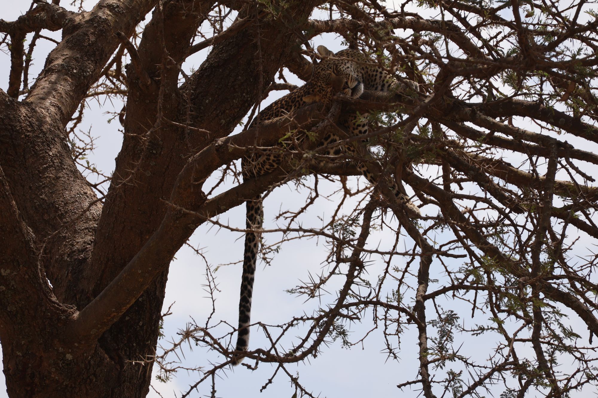 Leopard on a tree branch, close up