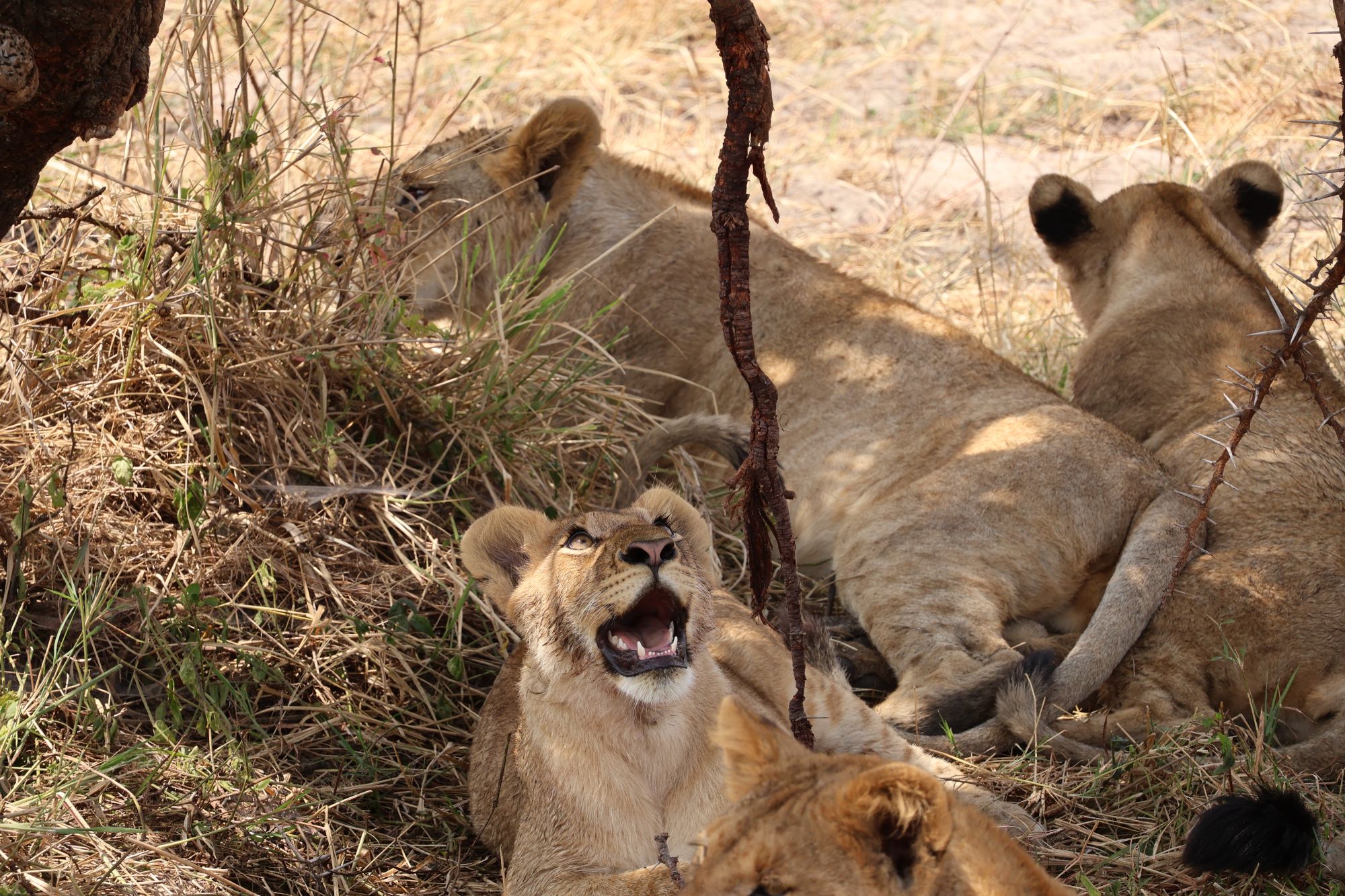 Serengeti National Park