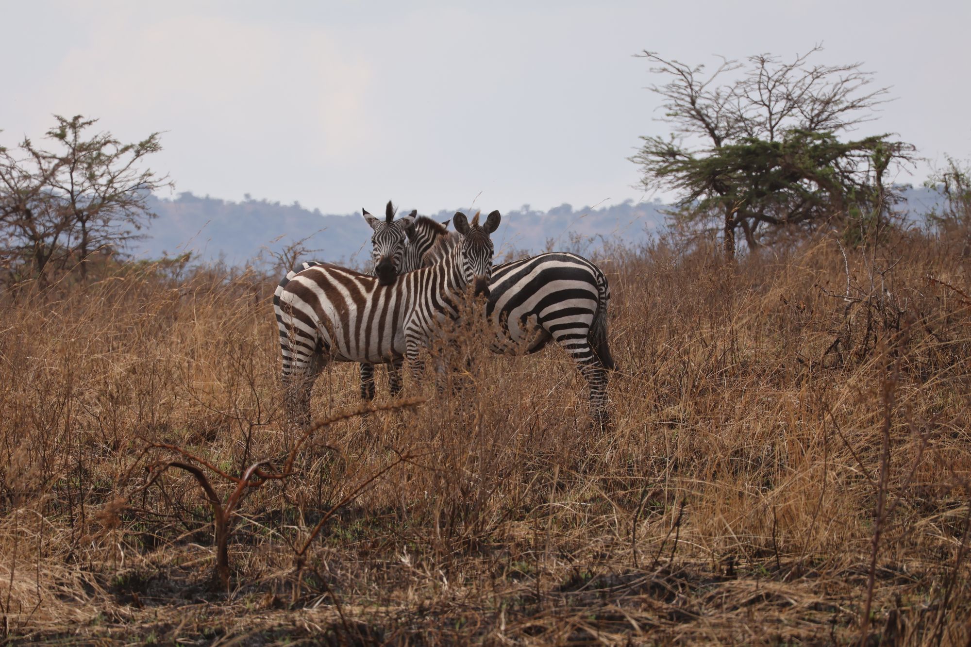 5-Day Serengeti & Ngorongoro