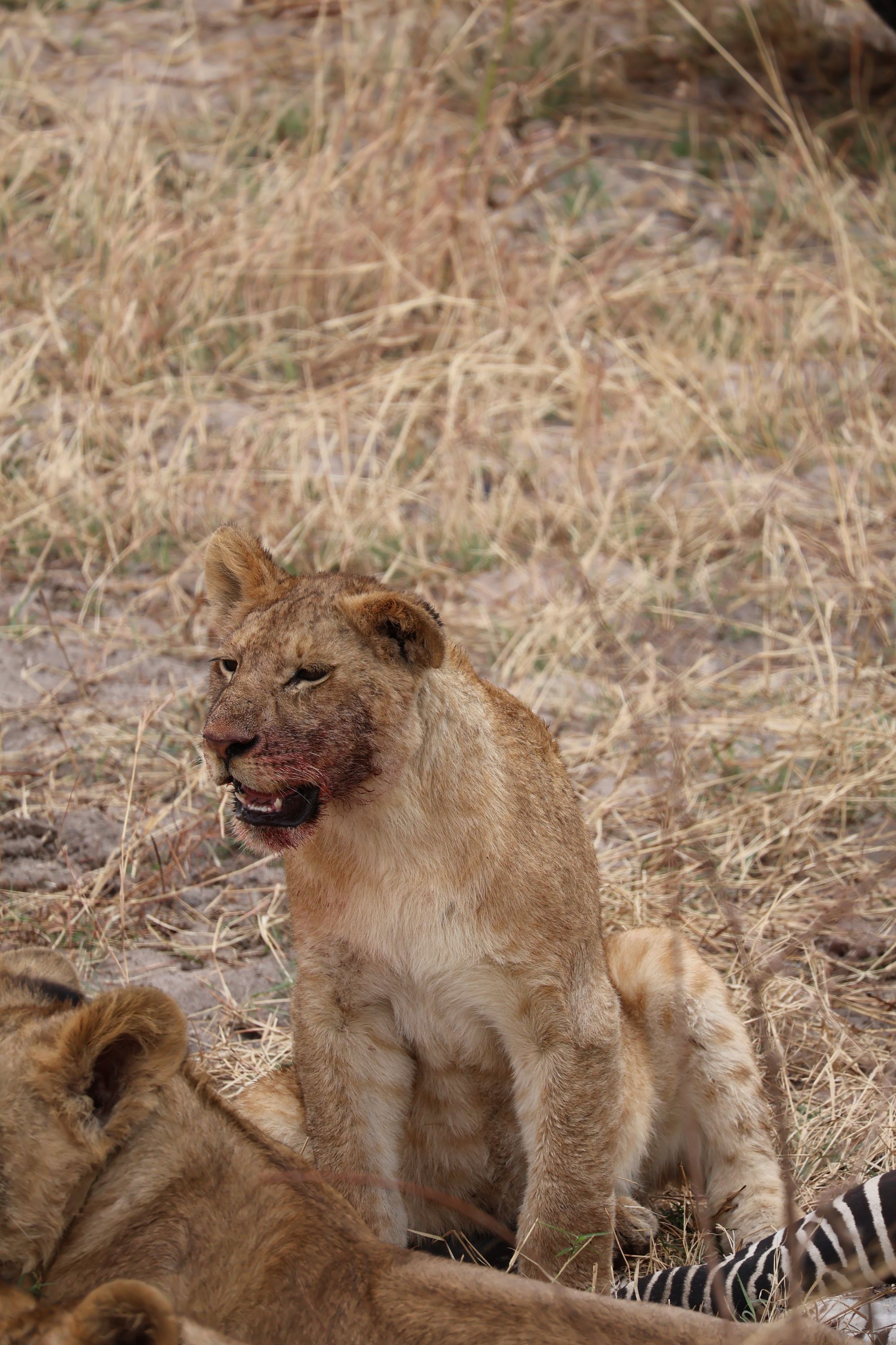 Spotted hyena close up