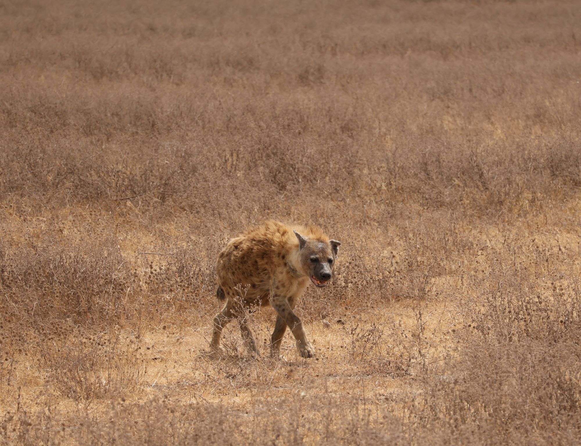 Hyena in the savanna