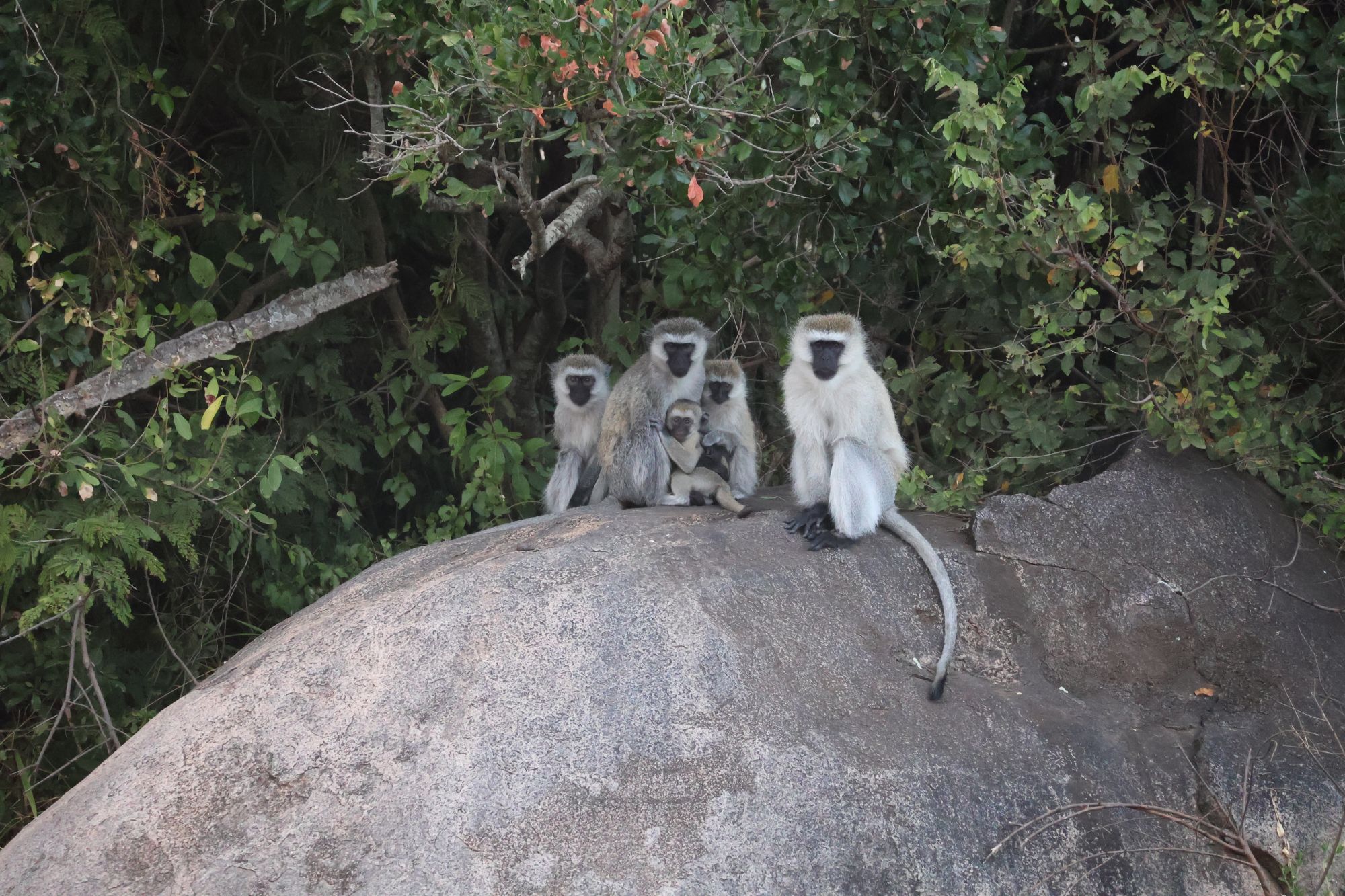 Vervet monkey family