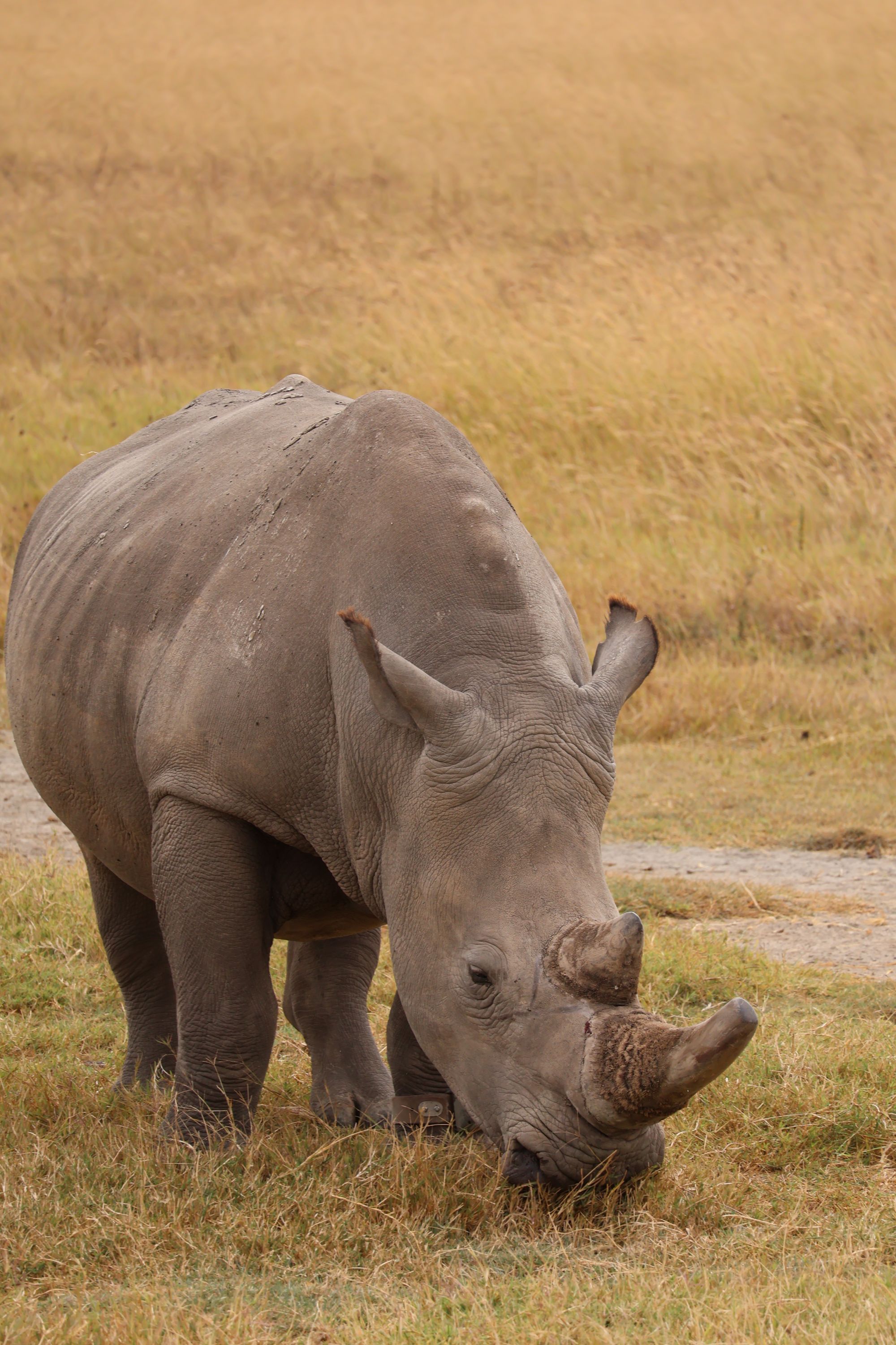 White rhino grazing