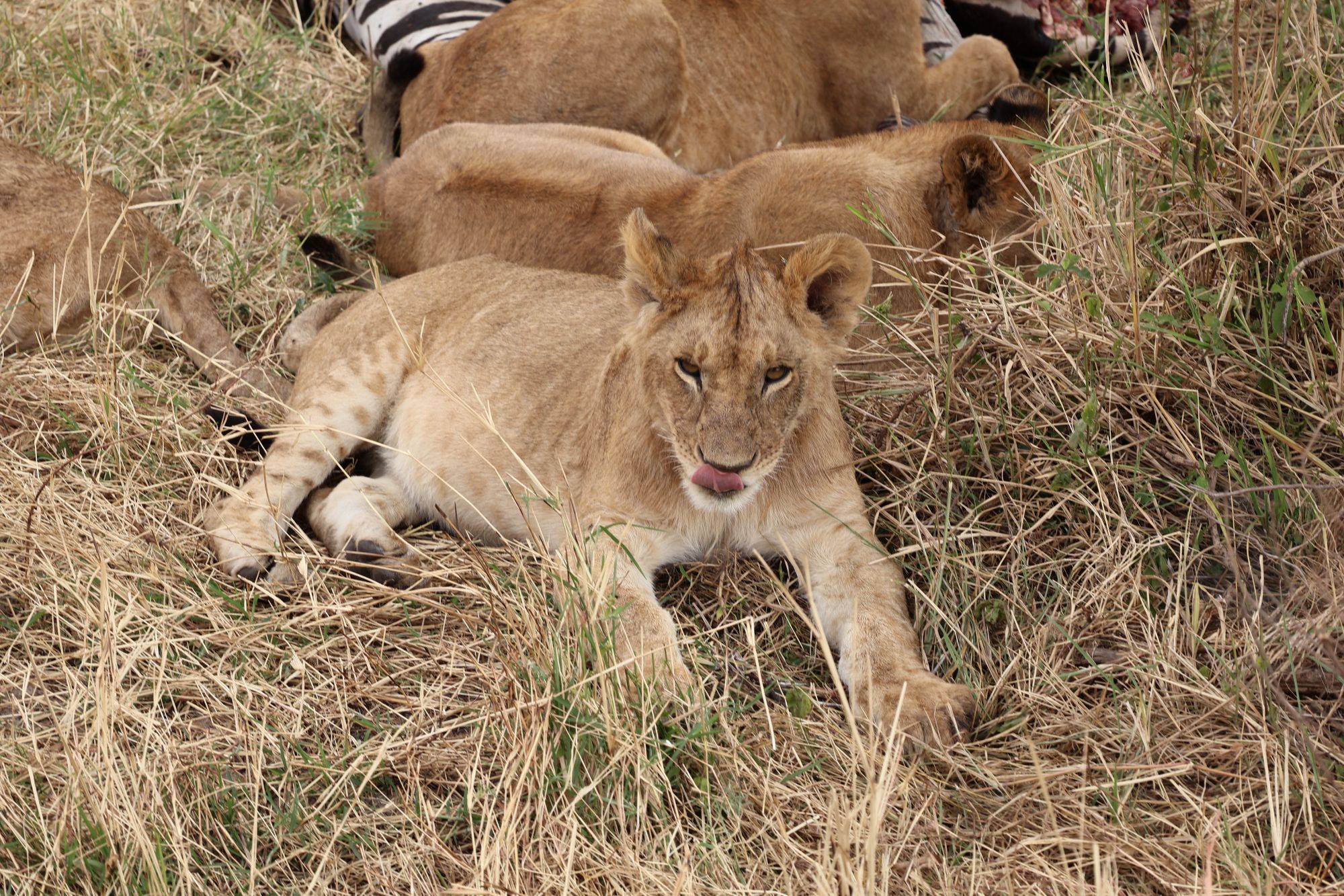 1-Day Safari – Tarangire